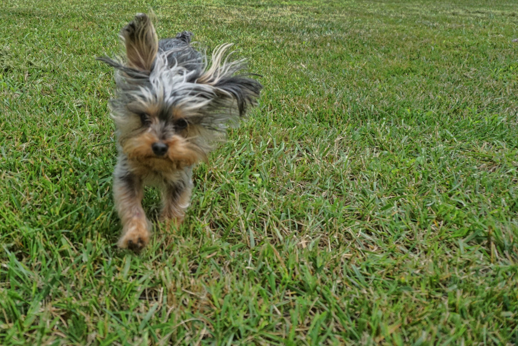 The cutest dog in the world- This Yorkiepoo names LuLu