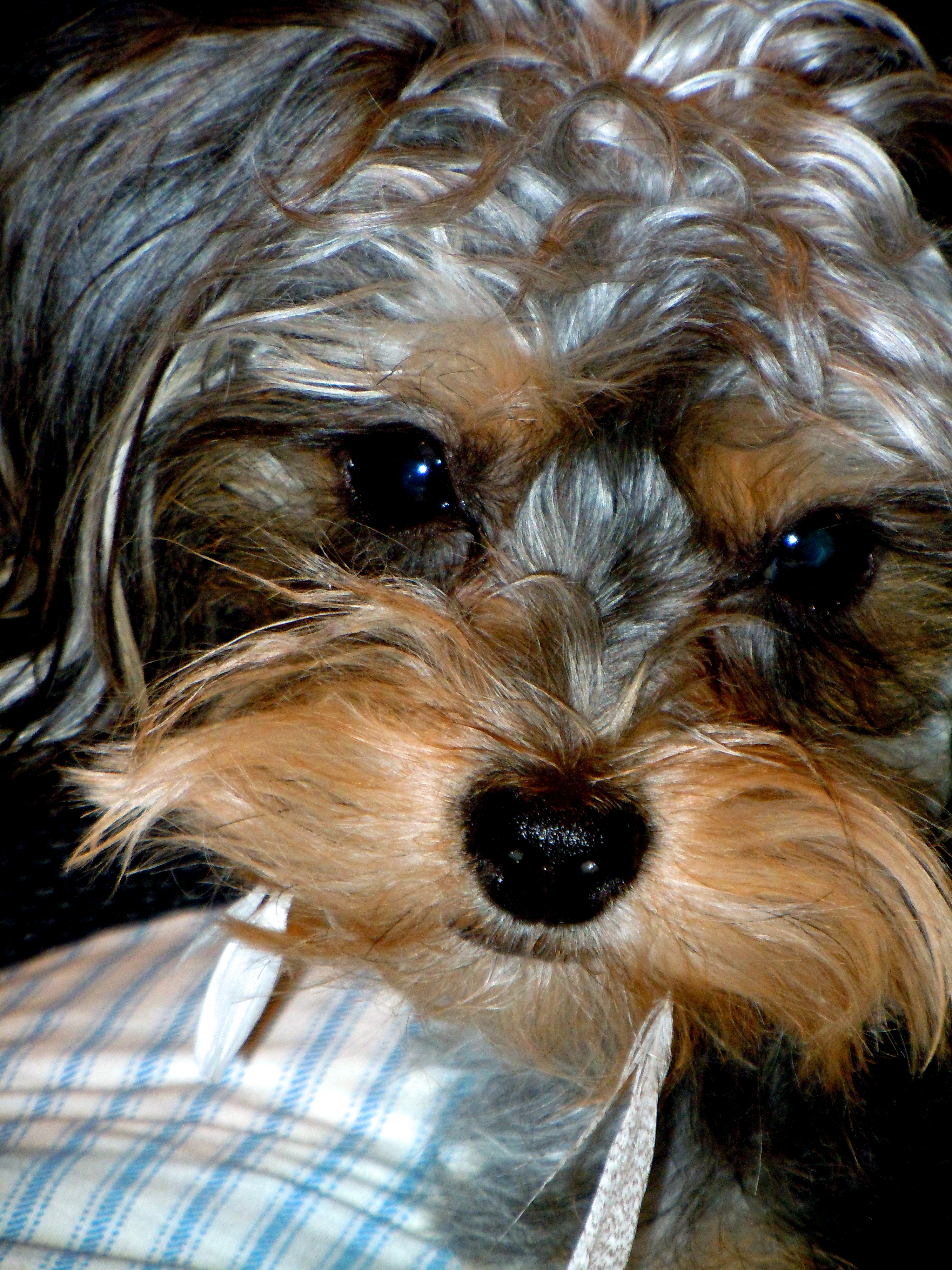 The cutest dog in the world- This Yorkiepoo names LuLu